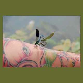 Tattoos Inspired by Children’s Books