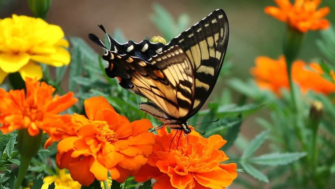 Spring Renewal: Writers and Websites